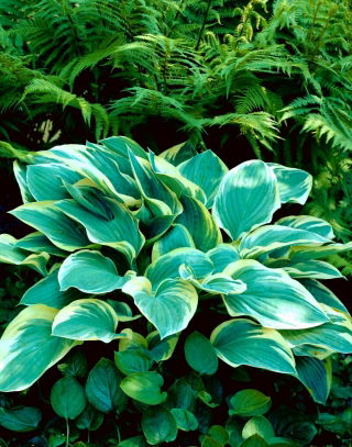 Funkia - Hosta Tambourine - duża paczka! - 10 szt.