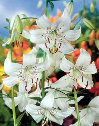 Lilia tygrysia - White Twinkle