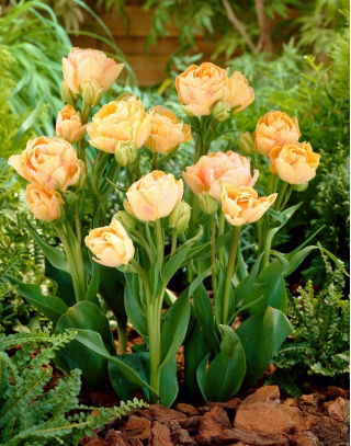 Tulipan Charming Lady - GIGA paczka! - 250 szt.