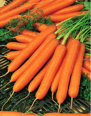 Marchew Amsterdam 3 - wczesna - duże opakowanie - 500 gram
