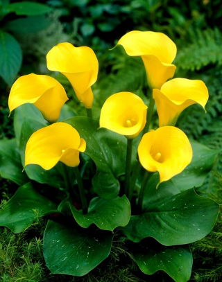 Calla Florex Gold - cebulka XXL - GIGA paczka! - 50 szt.