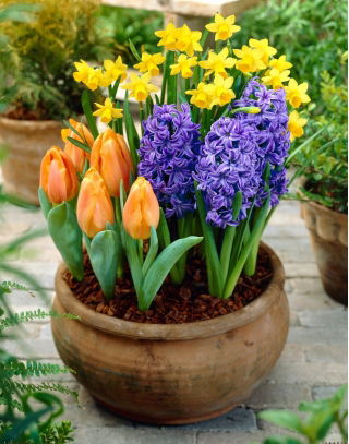 Zestaw - Hiacynt Blue Pearl, Narcyz Tete-a-Tete i Tulipan Greigii orange - 13 szt.