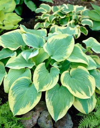Funkia - Hosta Robert Frost - GIGA paczka! - 50 szt.