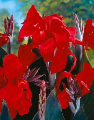 Kanna - Black Knight - duża paczka! - 10 szt.