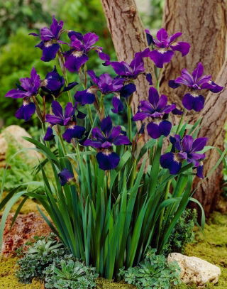 Irys syberyjski, Kosaciec - Teal Velvet - GIGA paczka! - 50 szt.