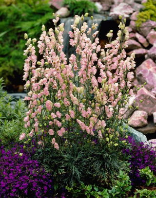 Tojad różowy - Aconitum Rubellum - sadzonka - GIGA paczka! - 50 szt.