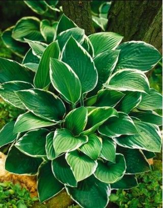 Funkia - Hosta Fortunei Francee