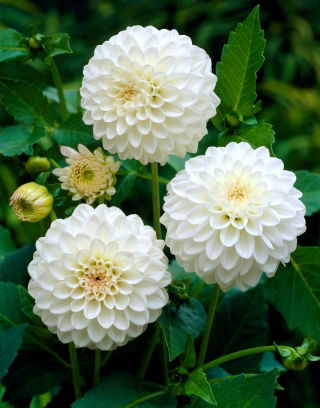 Dalia - White Aster - pomponowa