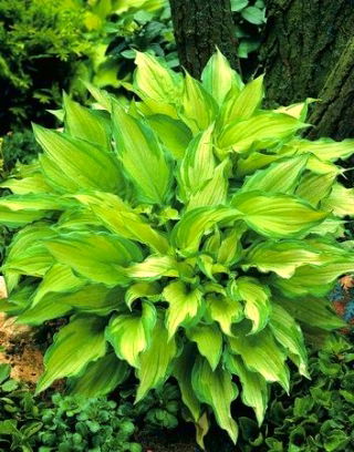 Funkia - Hosta Albopicta