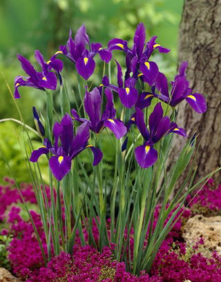 Irys holenderski - Purple Sensation - duża paczka! - 100 szt.
