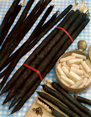 Skorzonera Hoffmanns Schwarze Pfahl