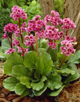 Bergenia Morgenrote - duża paczka! - 10 szt.
