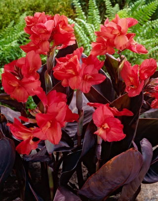 Kanna - Red Futurity
