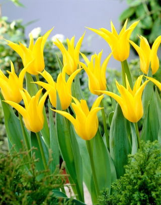 Tulipan Schiedam - 5 szt.