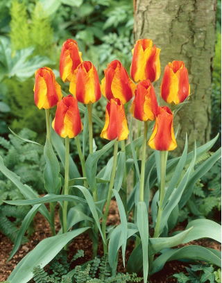 Tulipan United States - 5 szt.