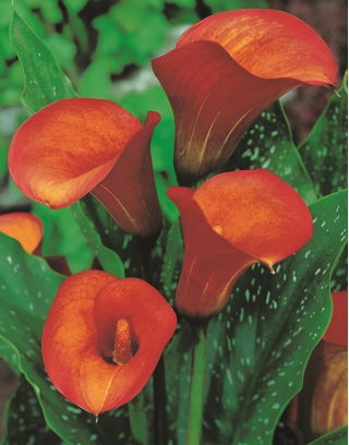 Calla Flame - GIGA paczka! - 50 szt.