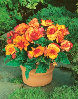 Begonia - Picotee Yellow - żółto-pomarańczowa - GIGA paczka! - 100 szt.