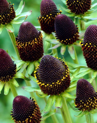 Rudbekia - Green Wizard - GIGA paczka! - 50 szt.