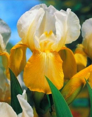 Kosaciec, Irys - White and Yellow - GIGA paczka! - 50 szt.