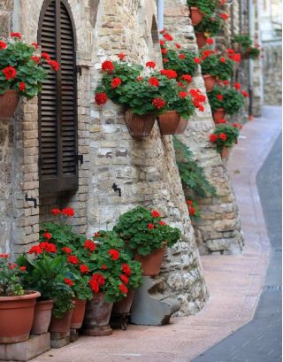 Pelargonia czerwona