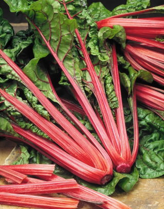 Burak liściowy Rhubarb Chard - czerwony