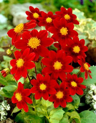 Dalia - Firebird - duża paczka! - 10 szt.
