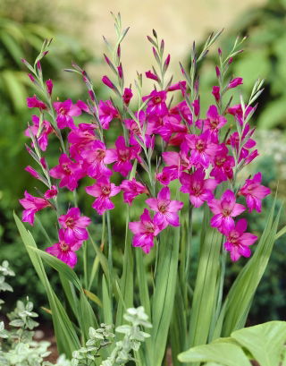 Mieczyk bizantyjski - Gladiolus Byzantinus - GIGA paczka! - 500 szt.