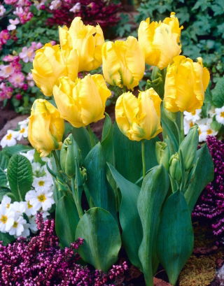 Tulipan Eagle Wings - duża paczka! - 50 szt.