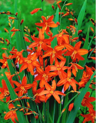 Krokosmia Babylon - pomarańczowa - GIGA paczka! - 500 szt.