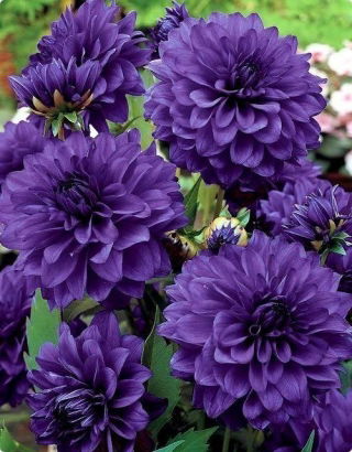 Dalia niebieska - Dahlia Blue - GIGA paczka! - 50 szt.
