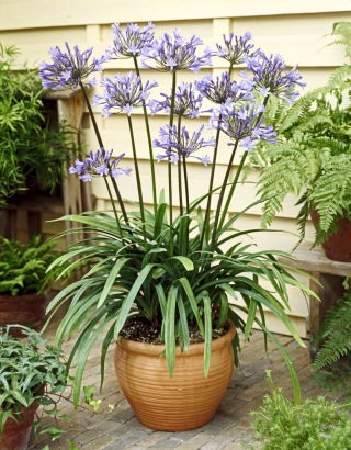 Agapant Dr Brouwer - Agapanthus - duża paczka! - 10 szt.