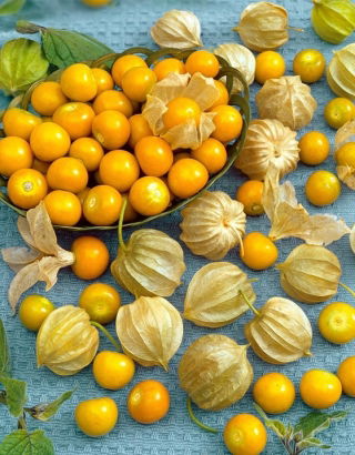 Rodzynek brazylijski