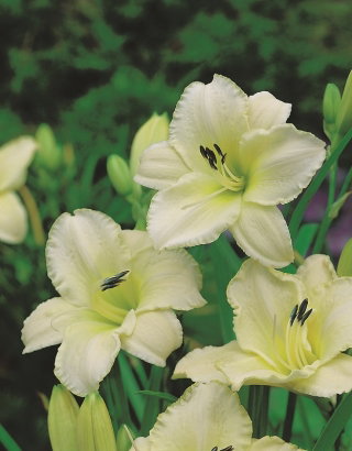 Liliowiec Arctic Snow - GIGA paczka! - 50 szt.