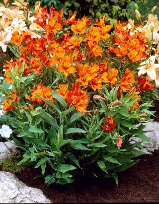 Alstremeria - Alstroemeria Orange King - 1 szt.
