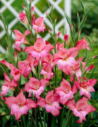 Mieczyk Charming Beauty - GIGA paczka! - 250 szt.
