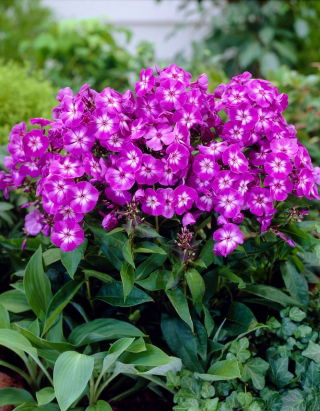 Floks (Phlox) - Płomyk wiechowaty - Uspech - GIGA paczka! - 50 szt.