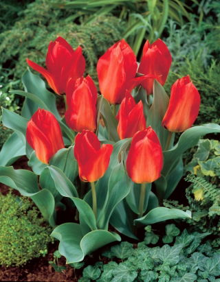 Tulipan Princeps - 5 szt.