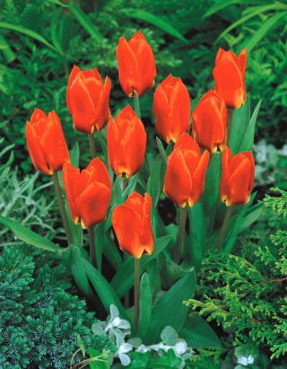 Tulipan Princess Household - GIGA paczka! - 250 szt.