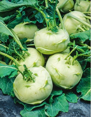 Kalarepa Di Vienna bianco - duże opakowanie - 50 gram