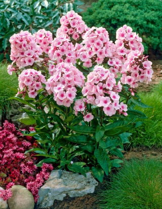 Floks (Phlox) - Płomyk wiechowaty - Bright Eyes - GIGA paczka! - 50 szt.