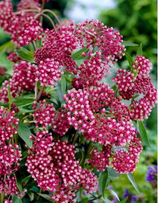 Trójsklepka - Hirta - GIGA paczka! - 50 szt.