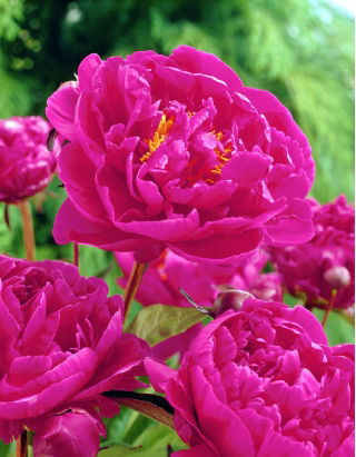 Piwonia, Paeonia - Karl Rosenfield - sadzonka - GIGA paczka! - 50 szt.