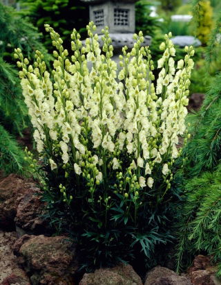 Tojad biały - Aconitum Album - sadzonka - GIGA paczka! - 50 szt.