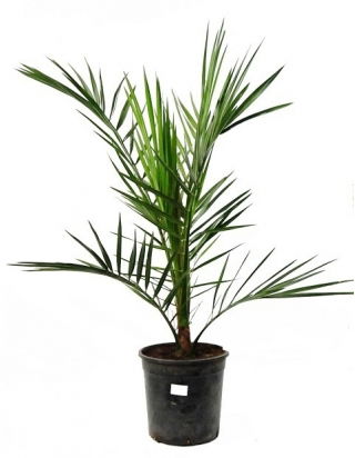 Feniks (daktylowiec) kanaryjski - Phenix canariensis