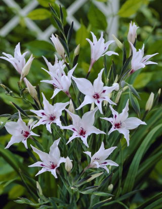 Mieczyk, Gladiolus carneus - duża paczka! - 50 szt.