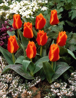Tulipan Sun Dance - duża paczka! - 50 szt.