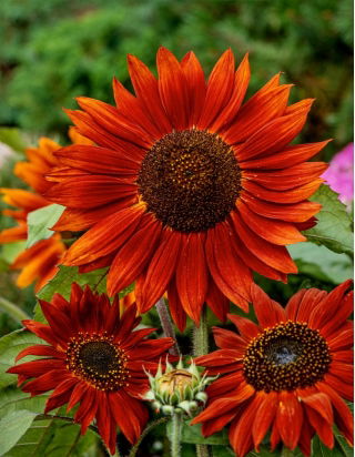 Słonecznik Velvet Queen