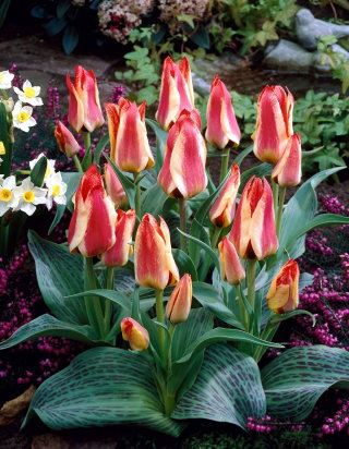 Tulipan Sylvia Warder - opak. 5 szt.