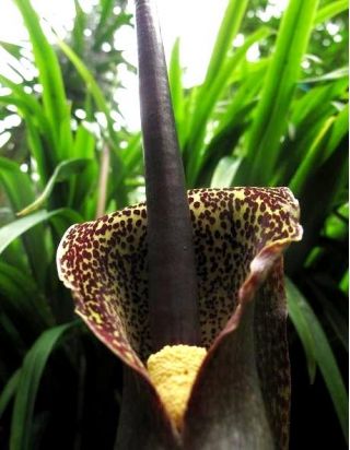 Sauromatum - cebula XXL