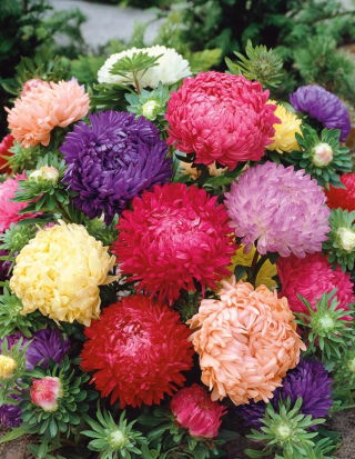 Aster - Duchesse - mieszanka